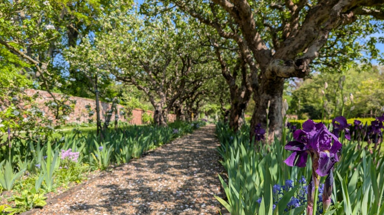 The tree lined path in the walled garden at Grantham House with an iris in foreground